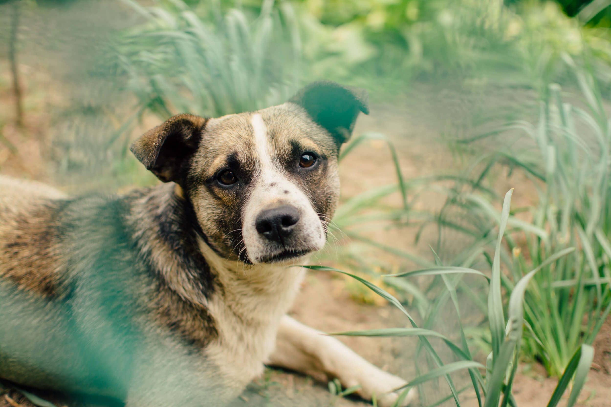 Chien adoption Urgence Maltraitance Animale Urgence