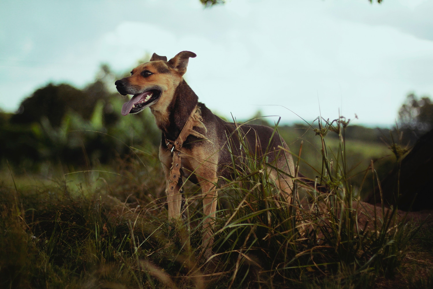 Chien adoption Urgence Maltraitance Animale Urgence