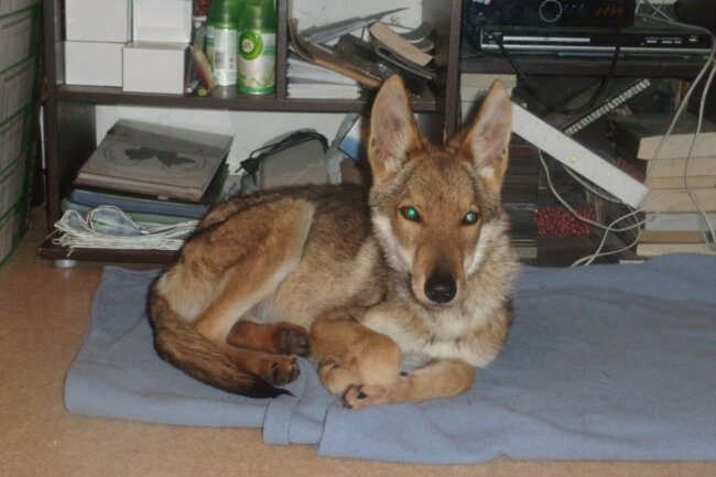 KODAK Digital Still Camera