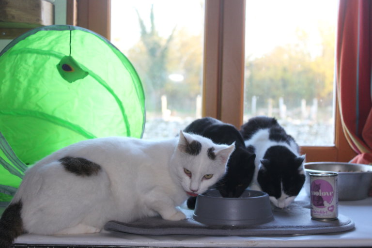 chats zoolove1