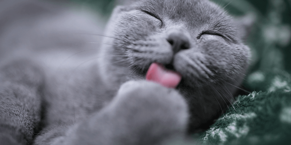 stéréliser son chat uma urgence maltraitance animale