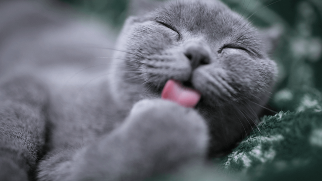 stéréliser son chat uma urgence maltraitance animale