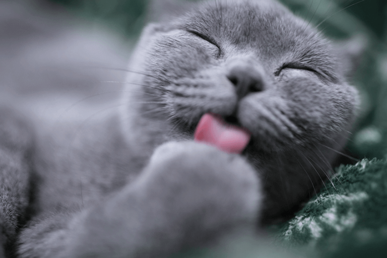 faire-vacciner-chat-uma stéréliser son chat uma urgence maltraitance animale