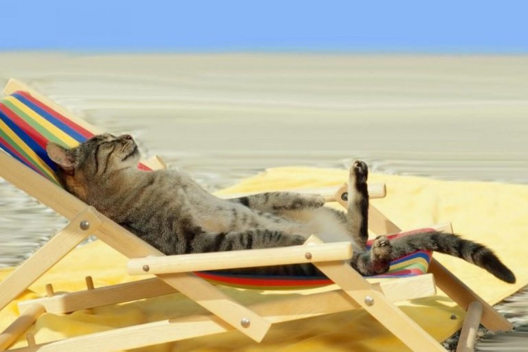 chat-qui-bronze