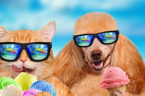 chien-chat-vacances-large-fb-5b0d7afbbaff9