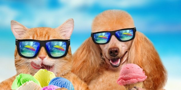 chien-chat-vacances-large-fb-5b0d7afbbaff9