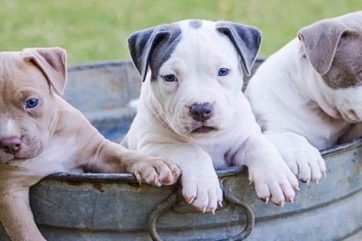 chiot