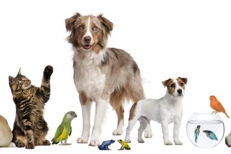 groupe-d-animaux-familiers-ensemble-15229056