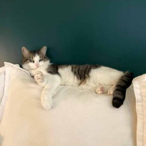 Molly_004