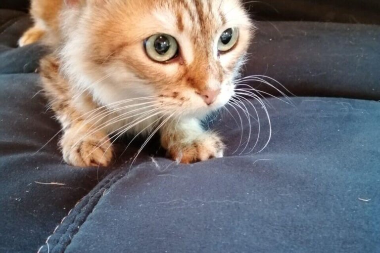 Chats St Amand 5