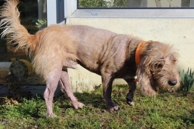 newton-chien