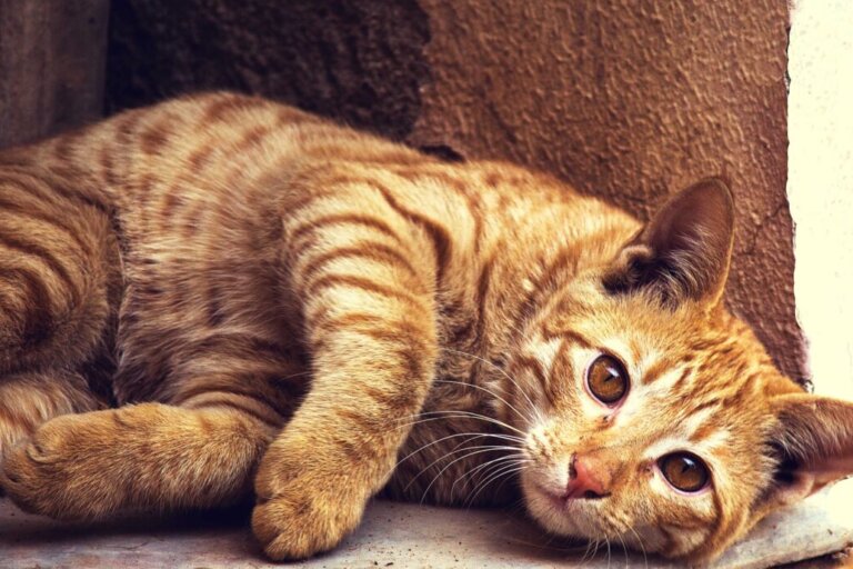 pexels-shashank-kumawat-22346 famillle-accueil-chat