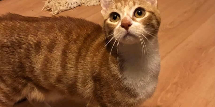 nausicaa chat