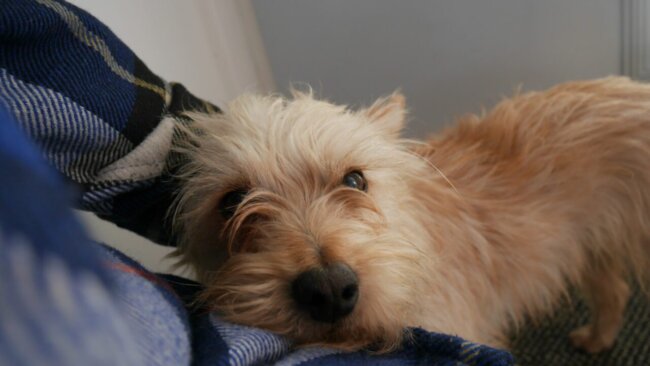 337247429_567963491965394_961539947832340160_n chien sauvetage