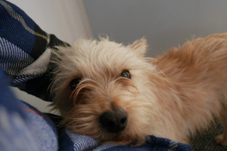 337247429_567963491965394_961539947832340160_n chien sauvetage