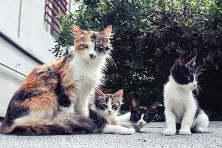 chats libres