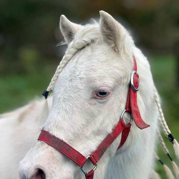 Gipsy
