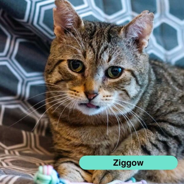 Ziggow