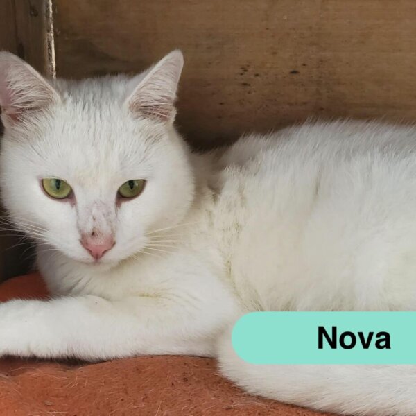 nova